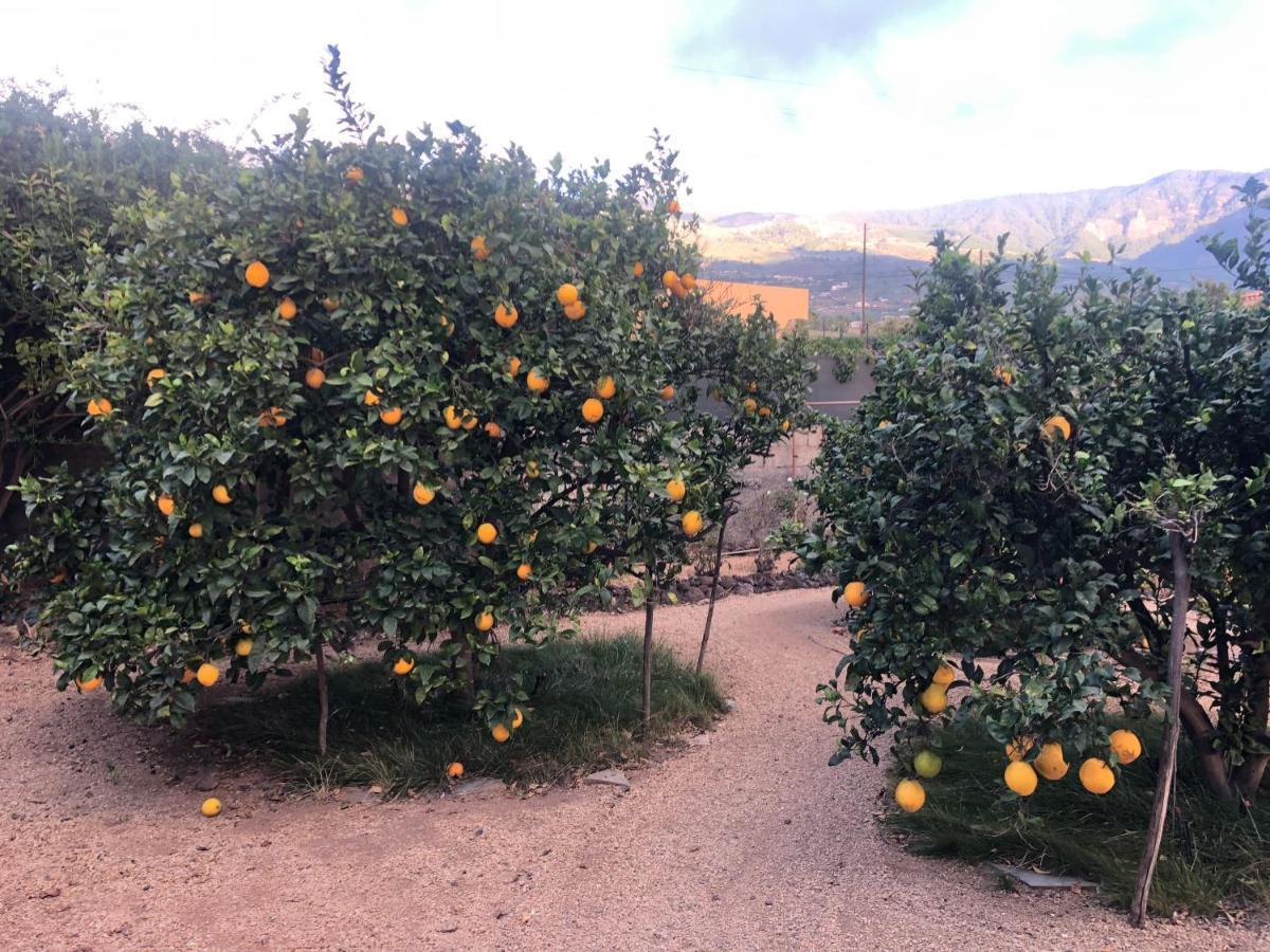 Afrikan Krisant Tenerife, Casa Rural Ecologica Arafo Εξωτερικό φωτογραφία