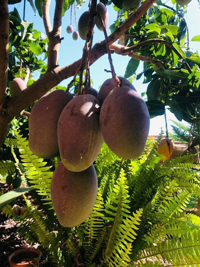 Afrikan Krisant Tenerife, Casa Rural Ecologica Arafo Εξωτερικό φωτογραφία