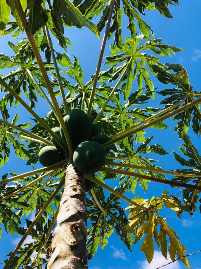 Afrikan Krisant Tenerife, Casa Rural Ecologica Arafo Εξωτερικό φωτογραφία