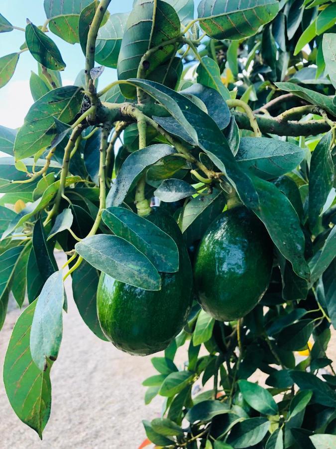 Afrikan Krisant Tenerife, Casa Rural Ecologica Arafo Εξωτερικό φωτογραφία